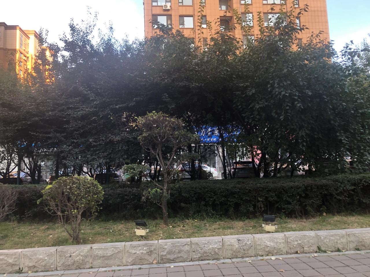 长春市北人民大街东侧的一处连排门市房前面是一片树木，将门市房遮挡的是严严实实，中