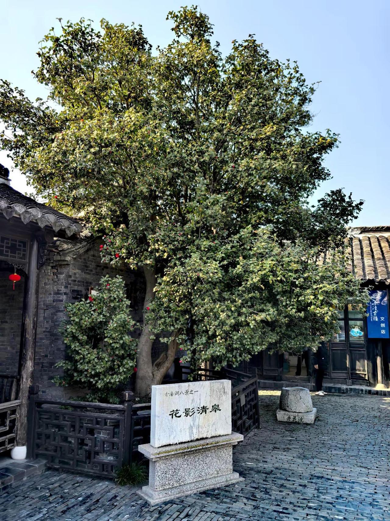 历尽风霜色愈新，古木茶花独占春……