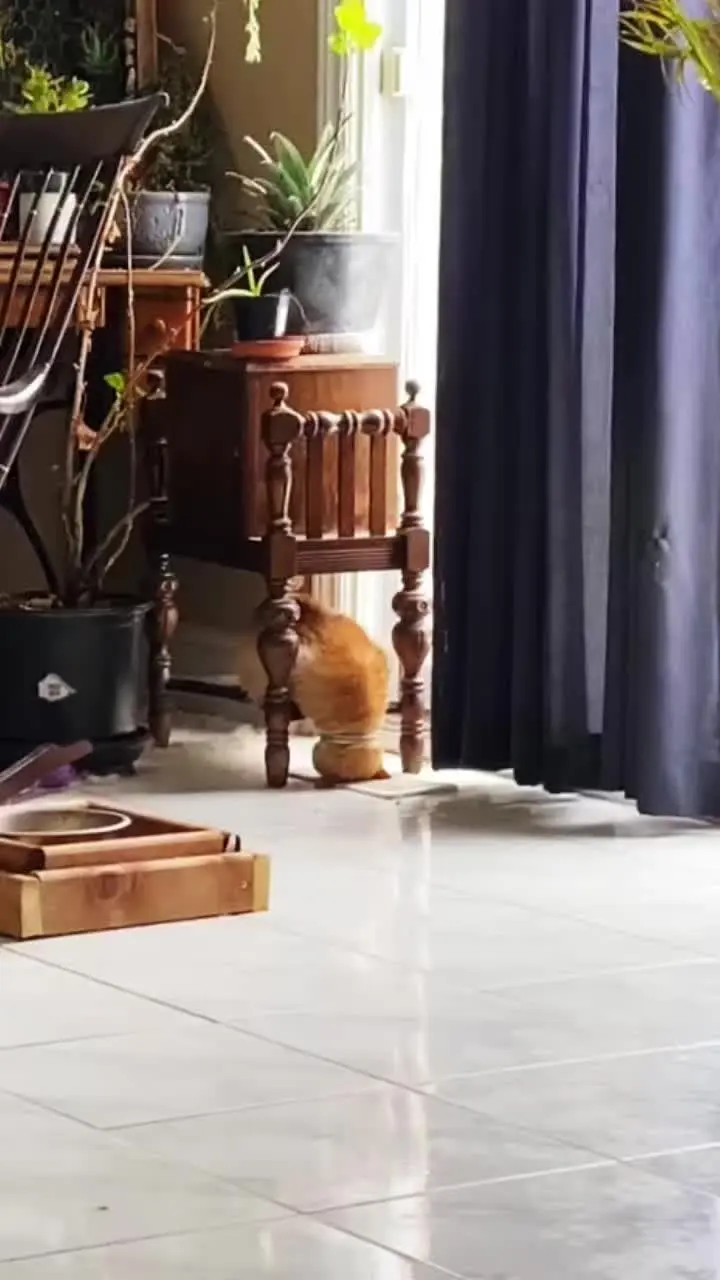 养猫后相册里多了不干净的东西