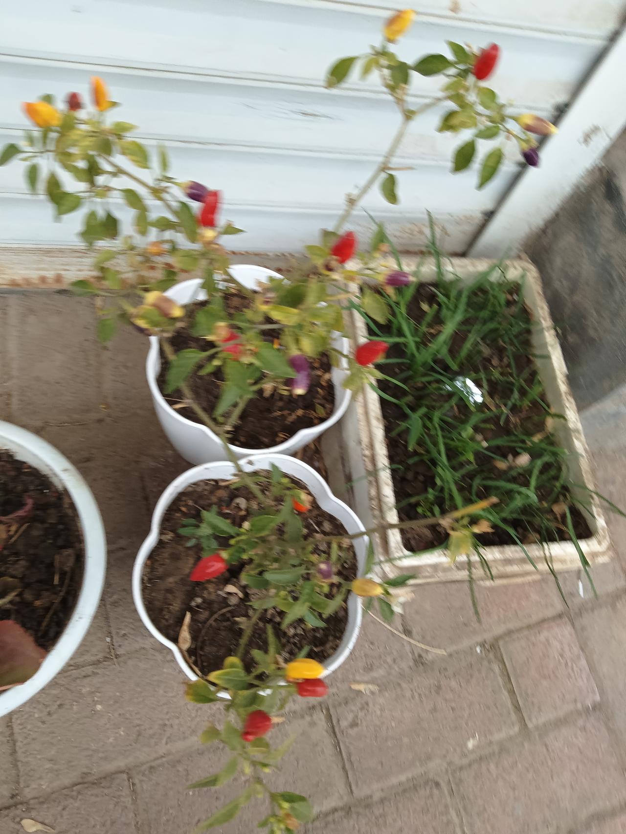 小阳台上的色彩斑斓，绿植与鲜花相映成趣。