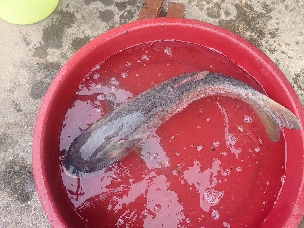 邻居王哥今早提个红盆敲我家门：“快瞅！湖里捞的野生财鱼，刚蹦上岸的！”盆里鱼一身