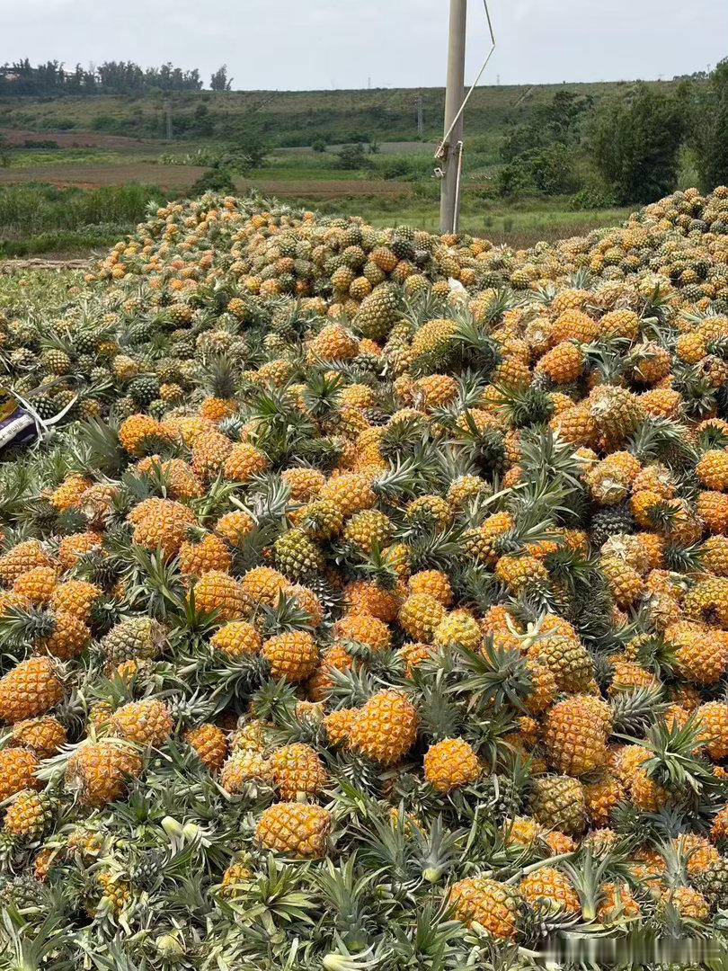 在菠萝的海，看见菠萝的山，吃个菠萝炒饭，等同事加个菠萝油，回公司送菠萝 湛江·坡