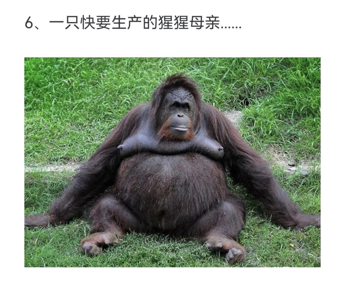 一只快要生产的猩猩母亲