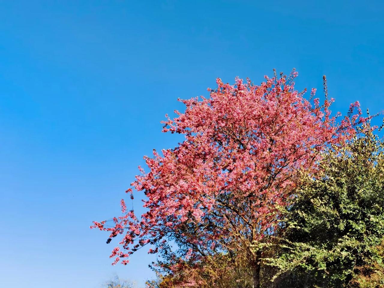 早上好。冬天也有花开。冬樱花