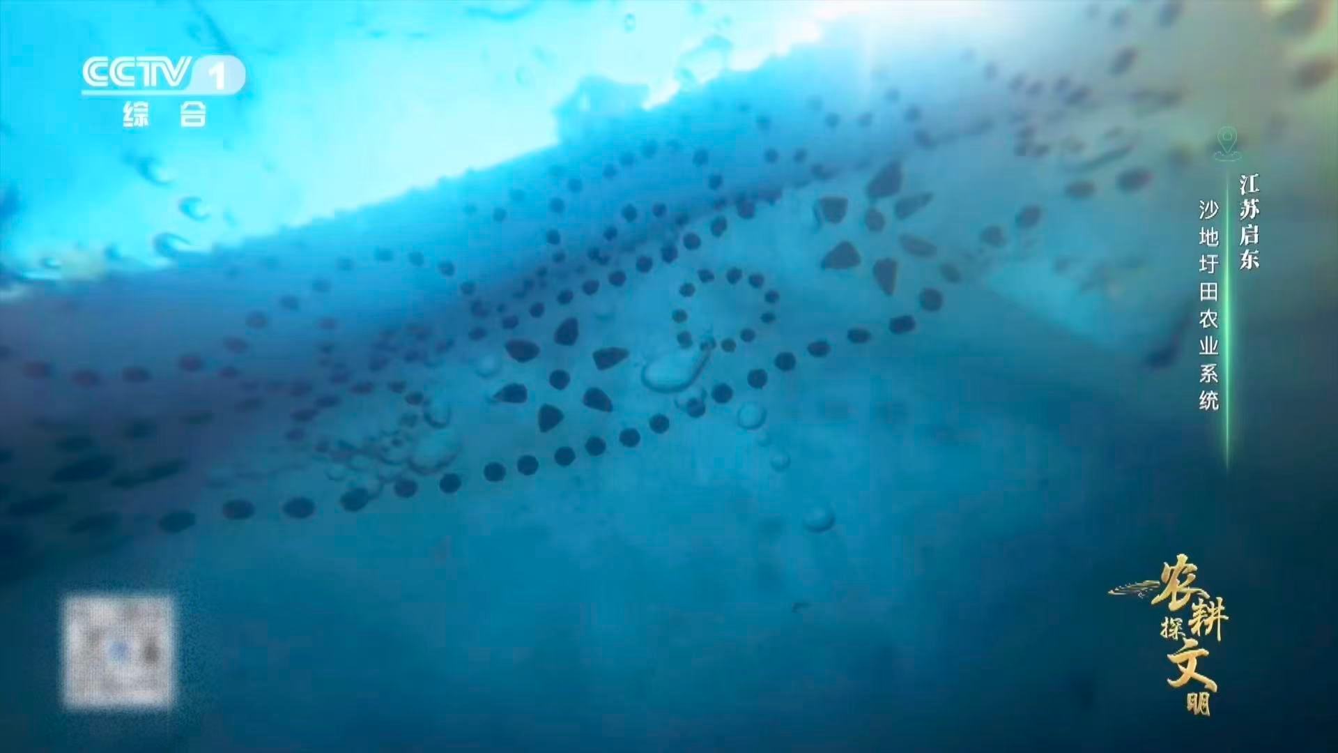 蓝印花布是东方审美的隐藏款江苏启东人用20多天染出一块布 数十道工序，二十天沉淀