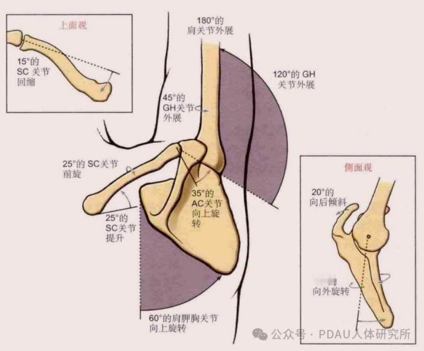 肩关节疼痛 肩膀疼，举不起手，问题到底在哪？今天来详细讲讲这个问题——我们的肩关