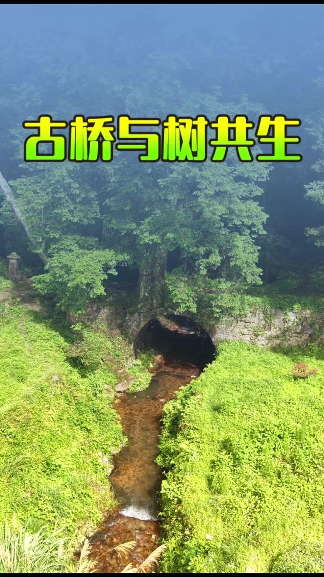 湖南深山藏着一座神奇石桥，桥身竟被数百年红豆杉根系缠绕，树根深深扎入桥体，宛如古