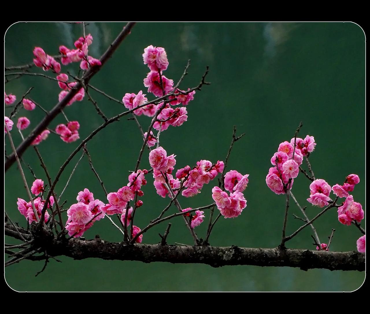 《梅花》
成都望江楼公园，锦江江岸梅花绽放，碧水与红梅相映成趣。正是：
一江碧水