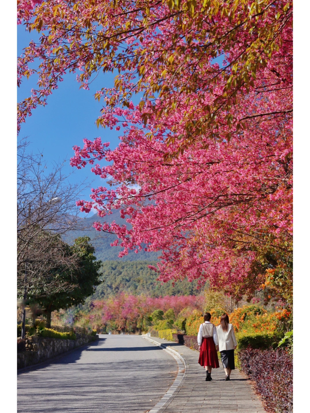 🌸大理樱花｜很可惜90%的人都没去对地方…