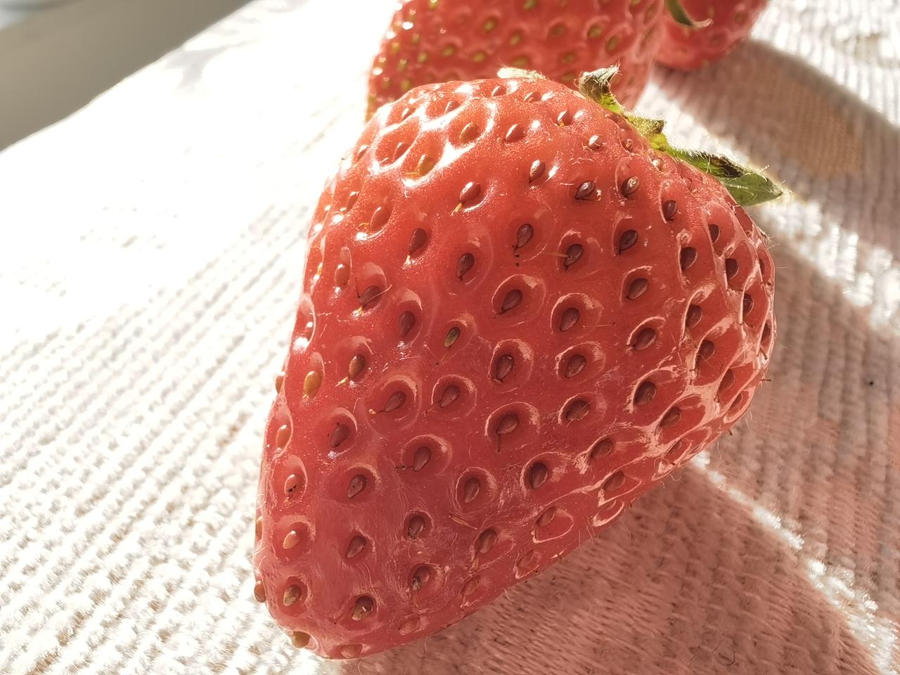 草莓果，挺上镜的。
它娇艳饱满，香气清甜，看着就有食欲！
真正的草莓是六七月才熟