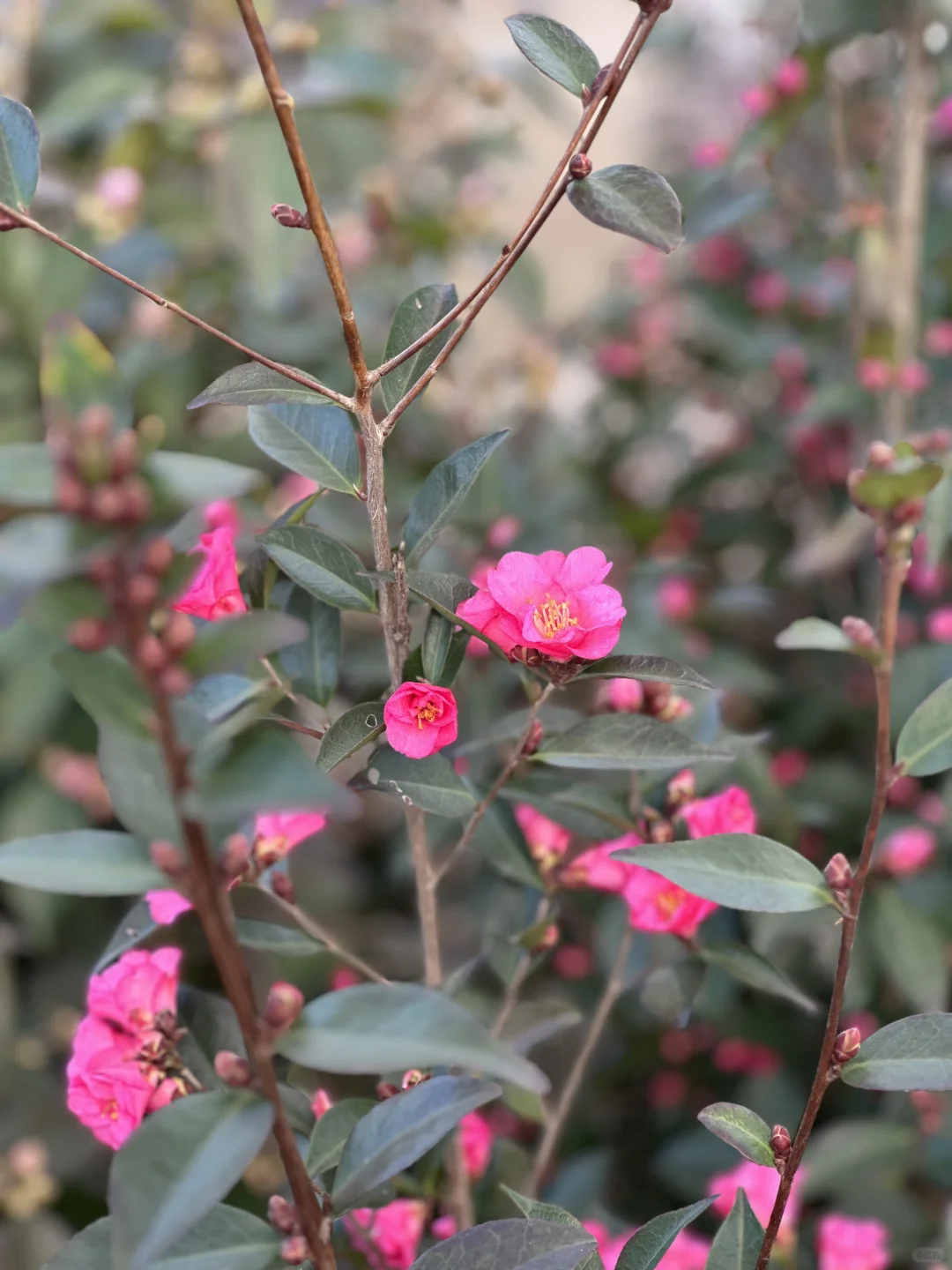 束花茶花