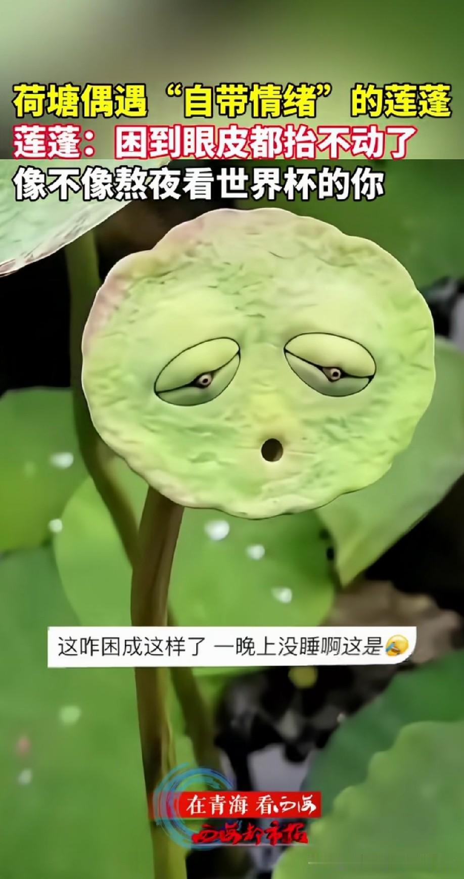 一到夏天就困得不行[偷笑]