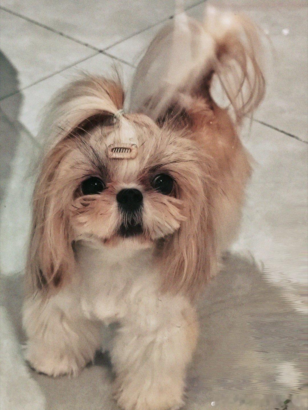 你！未！免！也！太！可！爱！了！叭🎀🐩🐶 ​​​