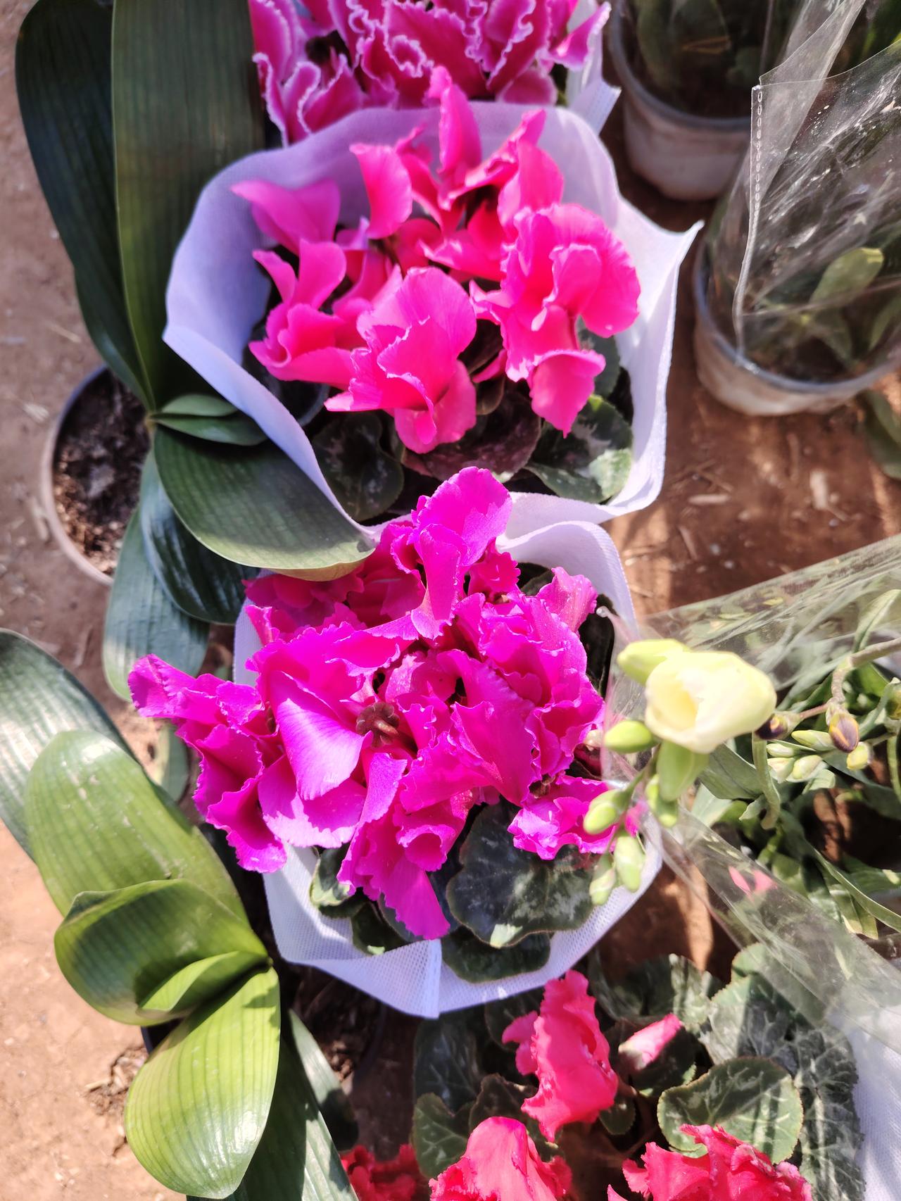 记录我的2026 粉嫩的花朵，绽放在春天的阳光下，美得令人心醉。🌸🌞