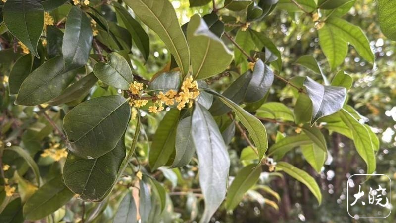 【园林部门提醒：#景观桂花不建议采摘食用#】#池州9月初就飘起桂香正常吗# 近日