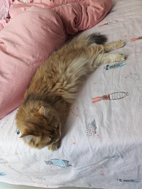 今天有点蔫蔫的猫咪
