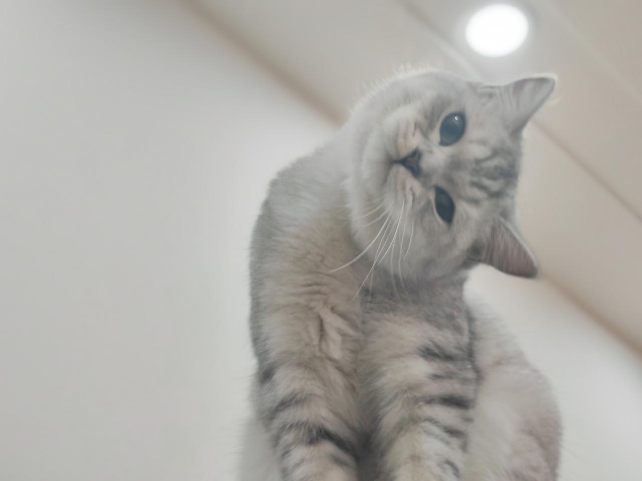 发一张你家猫的可爱照上来吧可爱不可爱？条娘如果觉得乖，请给推一把，让她火！