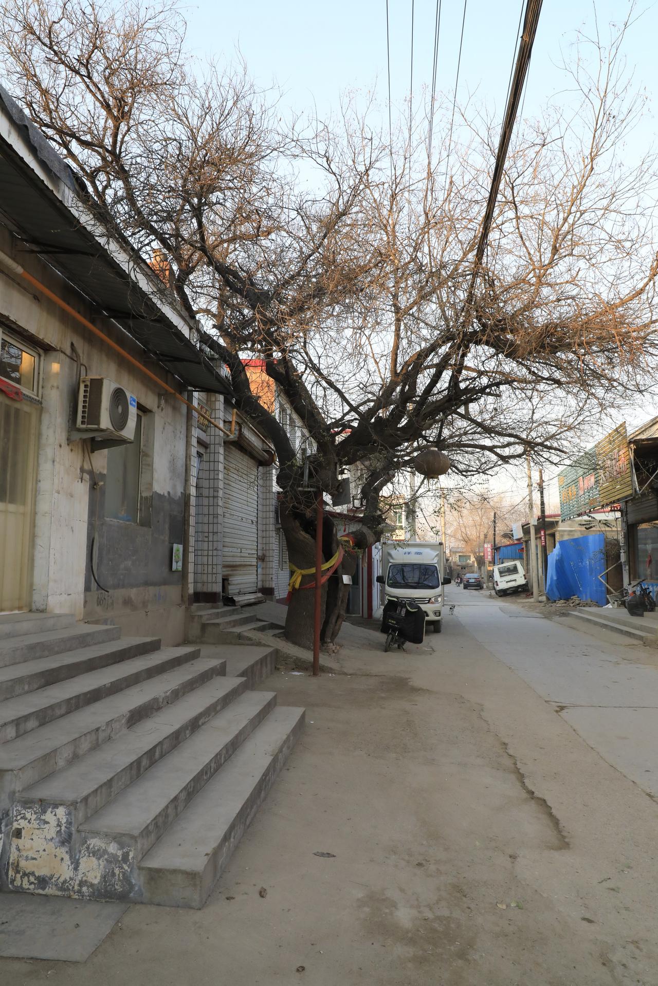 雄安：古树“行走”，乡愁有归处
塔吊林立筑新城，文脉相传守乡愁。在雄安新区，两棵