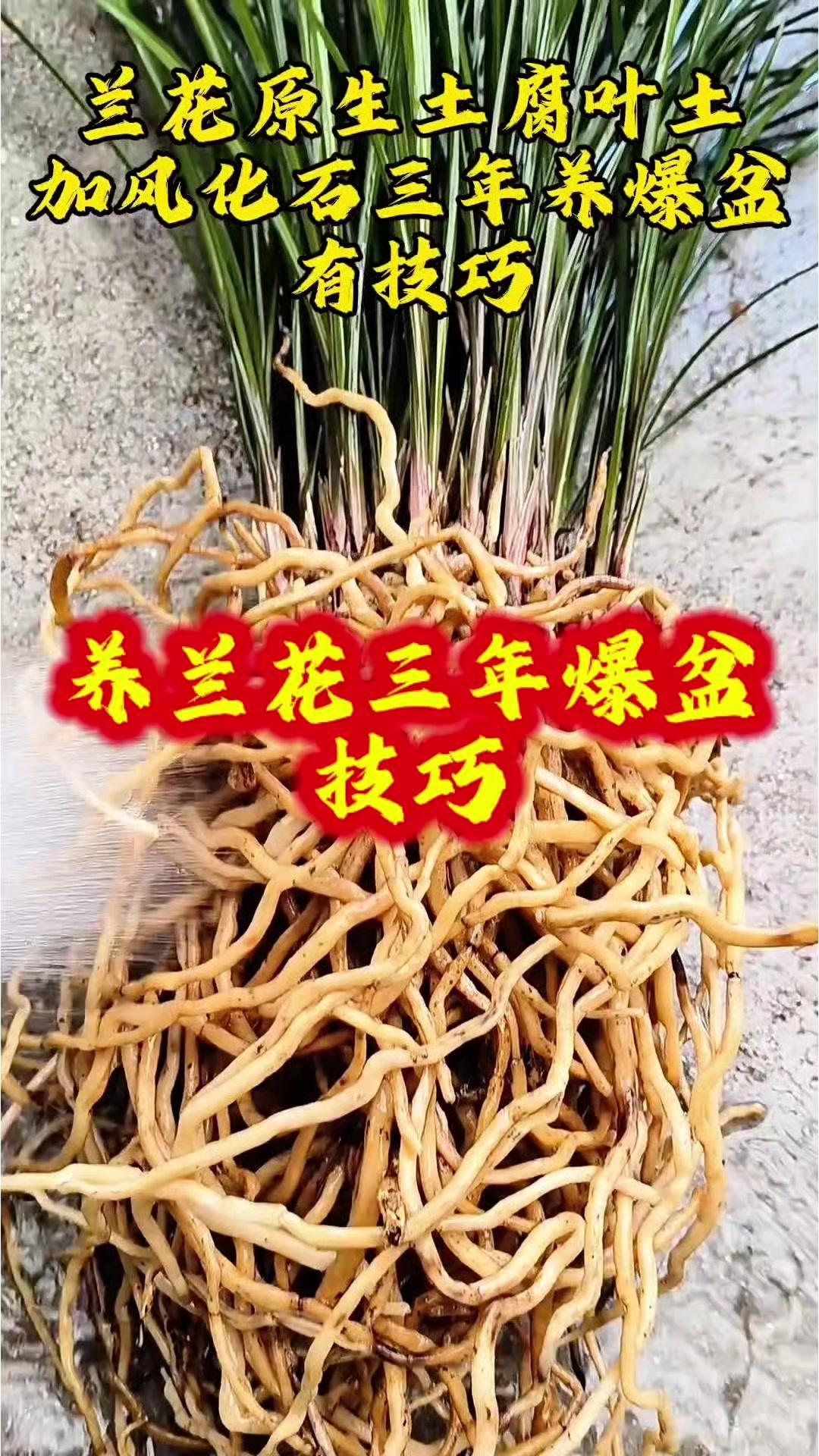 用腐叶土混合风化石养兰花，三年就能爆盆！之前总养不好兰花，换了这个配土方法后，不