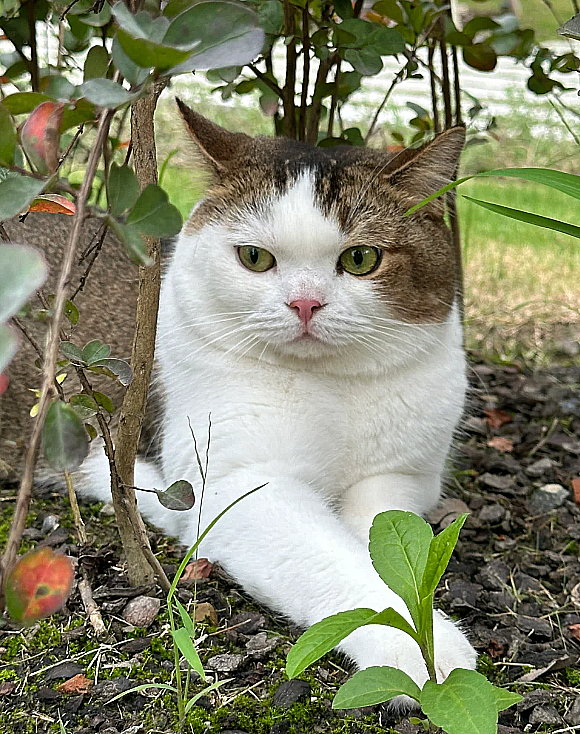 肥美大喵，虽然看起来很好骗的样子，可聪明着呢一大早就找了个避暑胜地，把自己安顿好