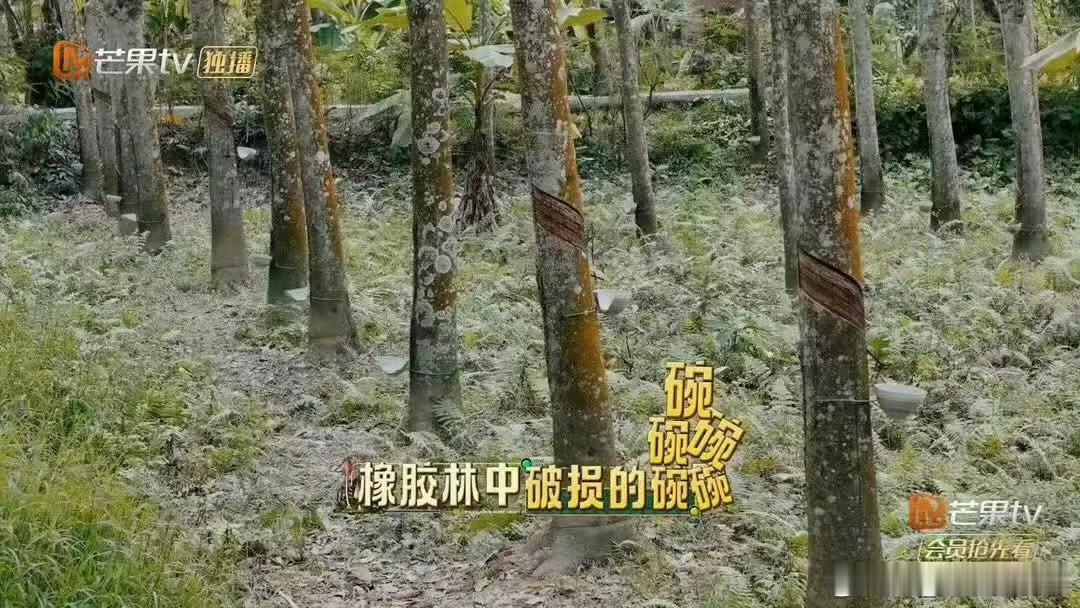 庞博预判的倒霉发生了忙忙碌碌寻宝藏寻宝小队的快乐担当非庞博莫属，扎实的喜剧功底产