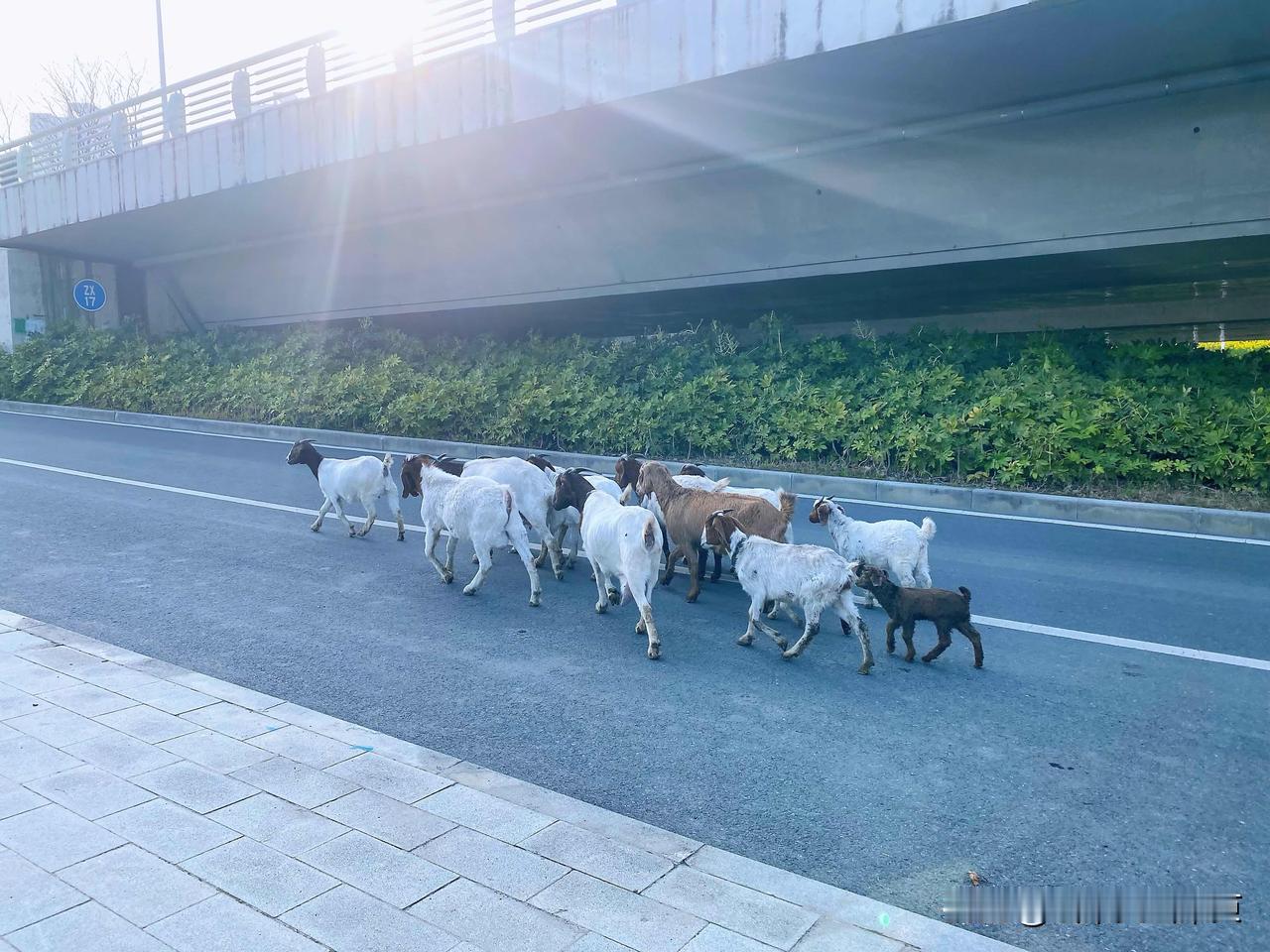 3月21日周六的午后，
徒步往南淝河码头公园锻炼外加赏户外美景。
当踩着田埂慢慢