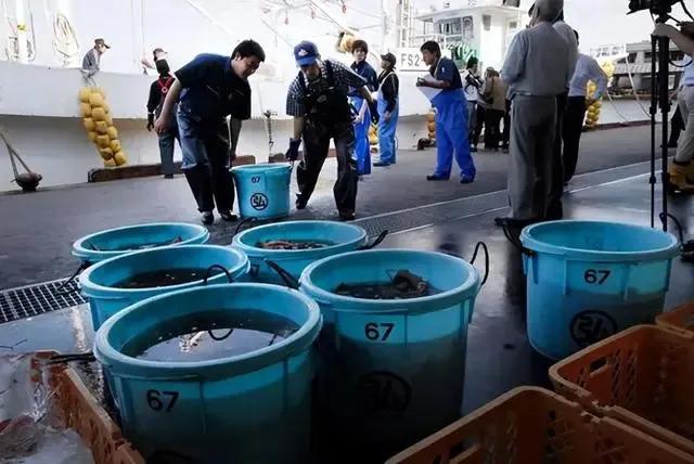 低头认错了，日本终于尝到了恶果！

自从日本决定开启核污染水排海计划以来，中国多