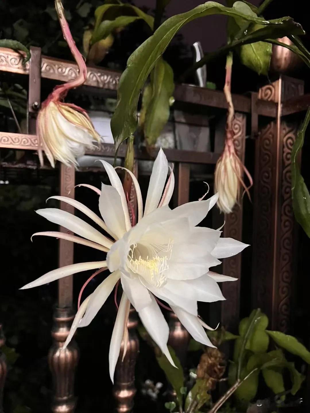 昙花一现，运气爆好。
守了几年的昙花，终于碰上了，不过花期真的短。
好在拍到了开