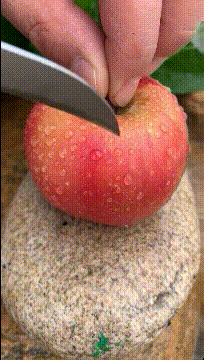 是苹果变了心
还是桃子出了轨？