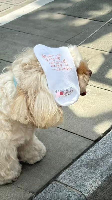 #这狗能闻到文学味儿# 上海市淡水路，诗歌展与小狗的邂逅。那坚定的背影，是对文学