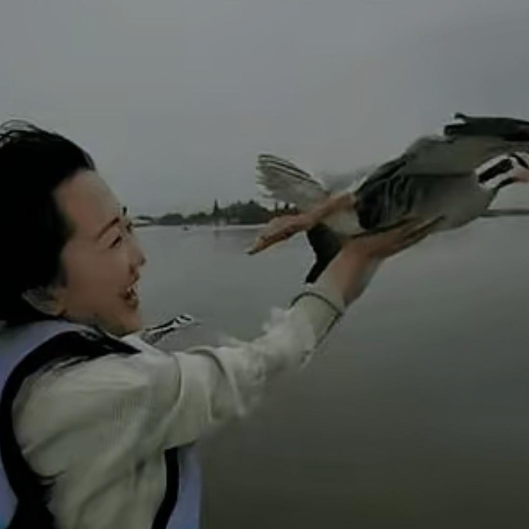 当时船正往前开，一群大雁本该远远躲开，却反倒越靠越近。船上的女人试着摊开手悬在半