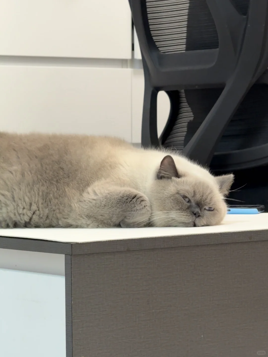 这个汤圆煮过头了