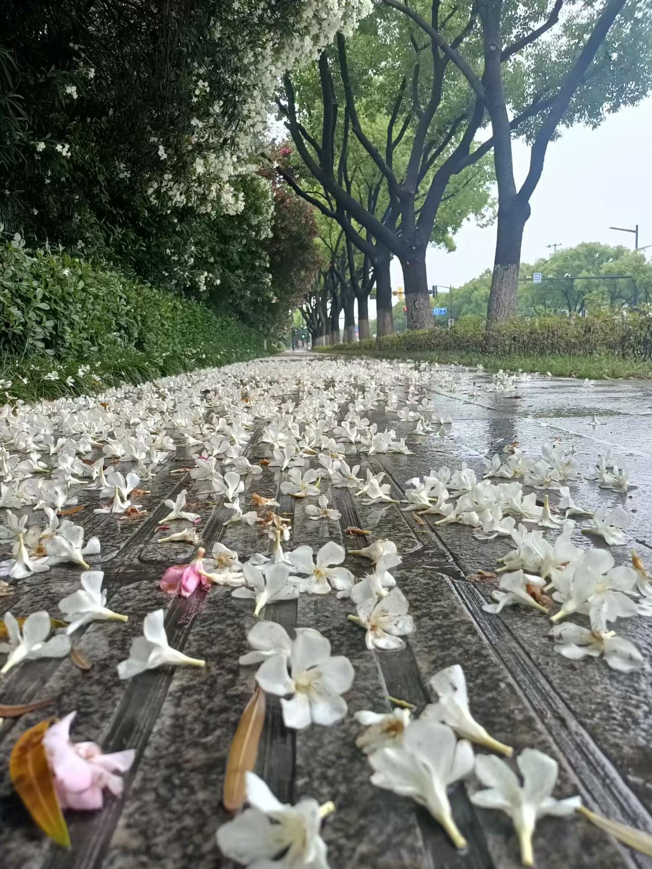 雨后漫步，落花铺满小径，浪漫至极。🌸🌧️🍃好美呀！雨中的林间小道 初秋雨中