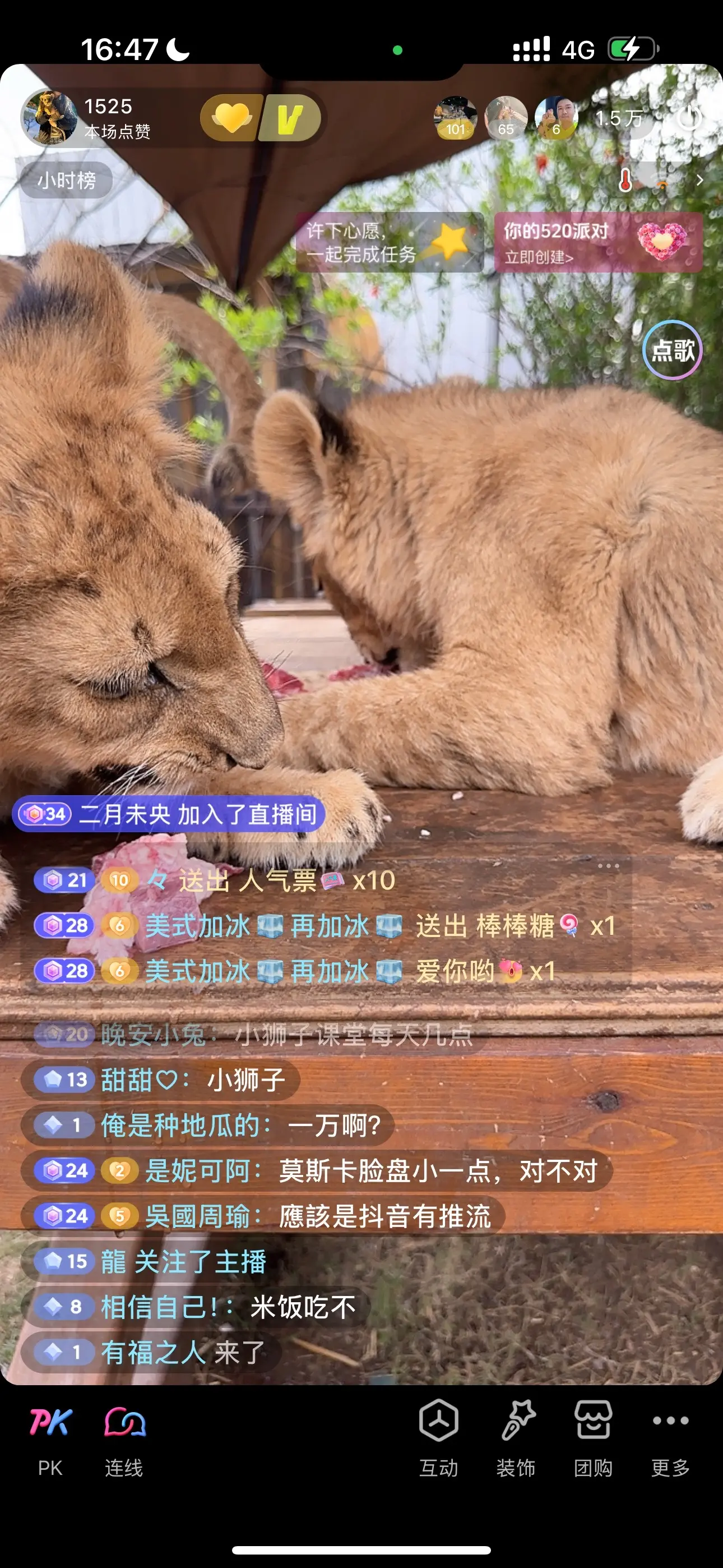 给小狮子今天整个大牛排🥩。它吃不完了就喂它爸妈