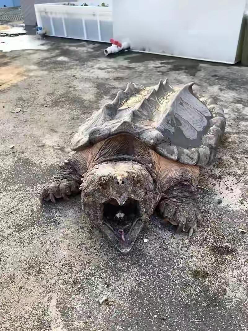 鳄龟（动物们197）


鳄龟是龟鳖目鳄龟科的大型淡水龟，原产北美洲，分两大核心