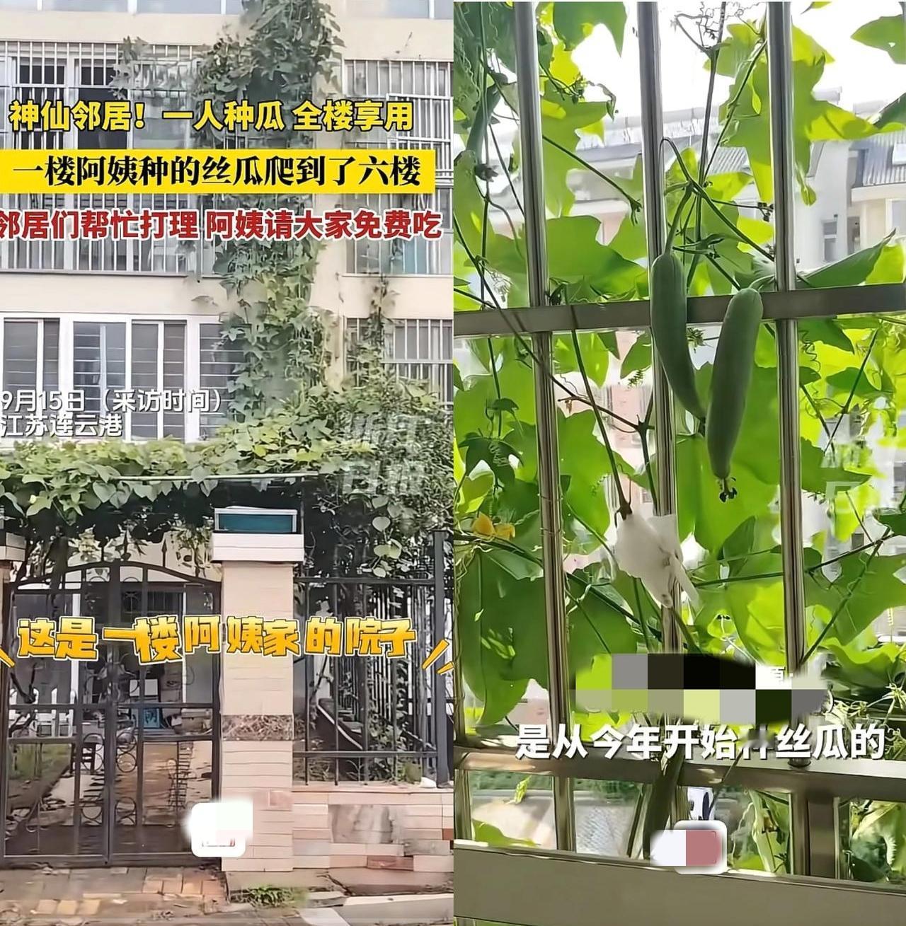 这下出名了，不仅邻居知道了，全国人民都知道了！江苏连云港，一楼阿姨种的丝瓜，竟然