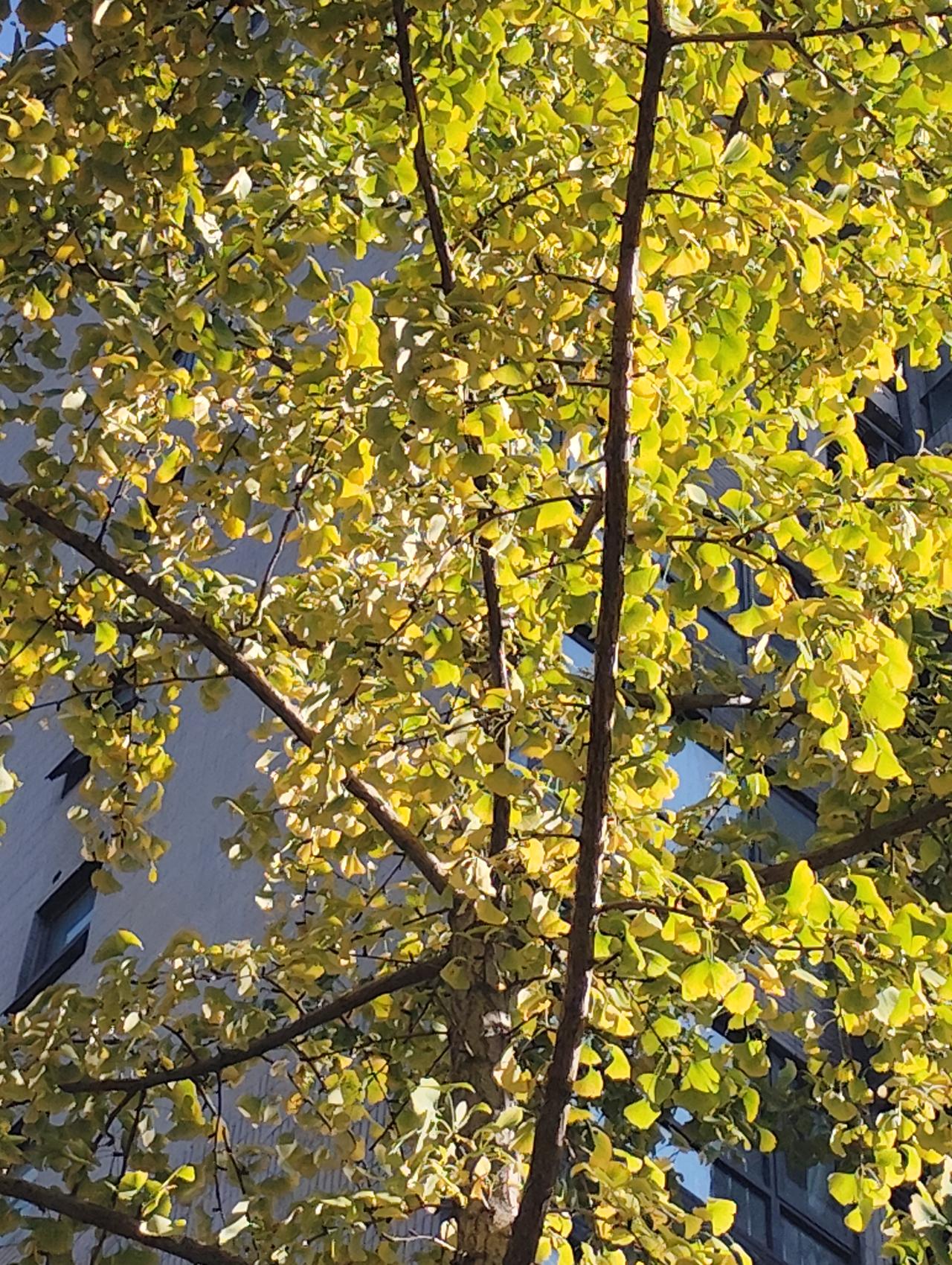 分享一张阳光下的树荫照片它们在享受着冬日阳光的暖意。