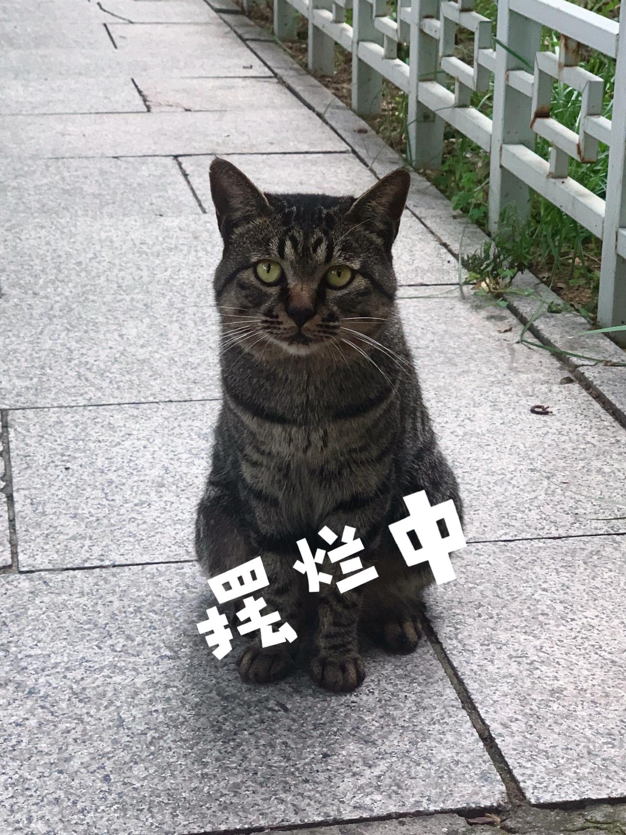 没有酒场的夜猫子，发傻！借不到李白的酒 世界怎么可以没有猫 流浪猫也有被爱的权利