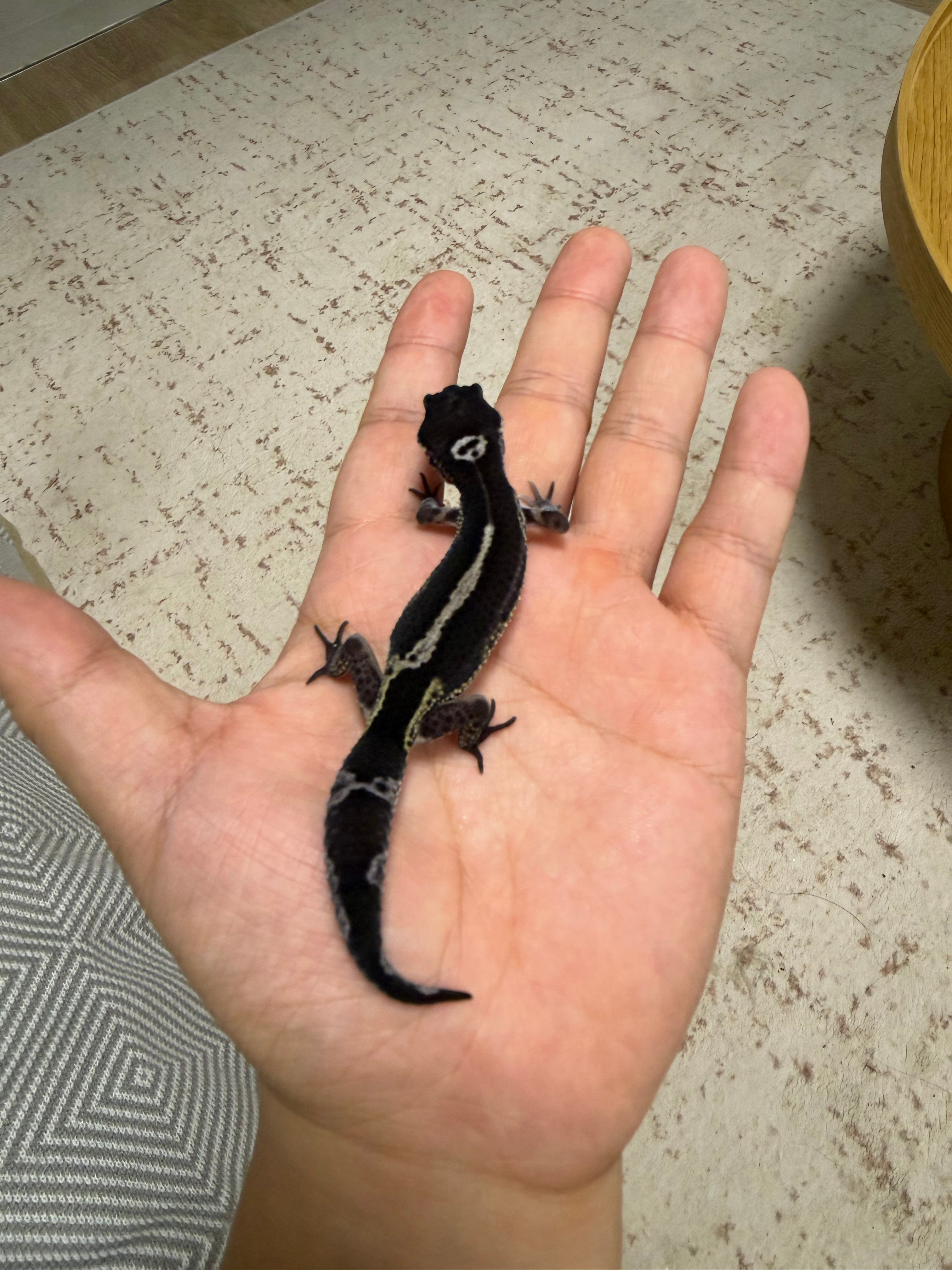 “人，我好像长大了一点”🦎 ​​​