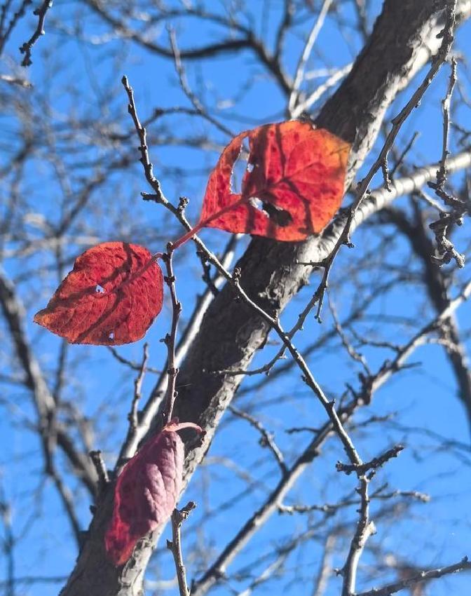 一米阳光铺在我脚下的时候，刚刚是下午最舒服的那会儿，天蓝得不像话，枯树立在院子中