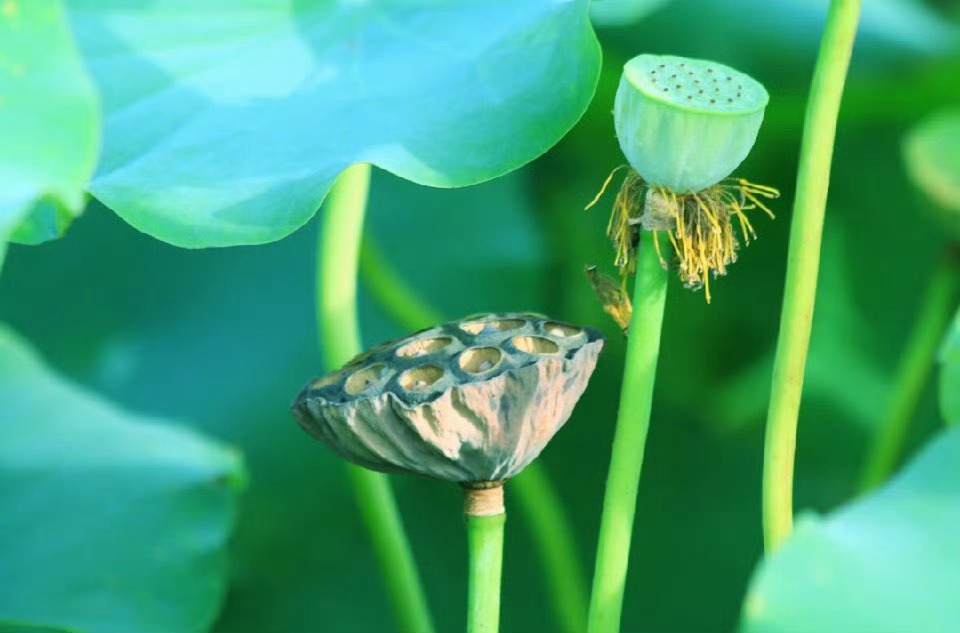 叶擎绿伞衬蓬姿，巧采轻剥夏雨时。 ​ ​​​