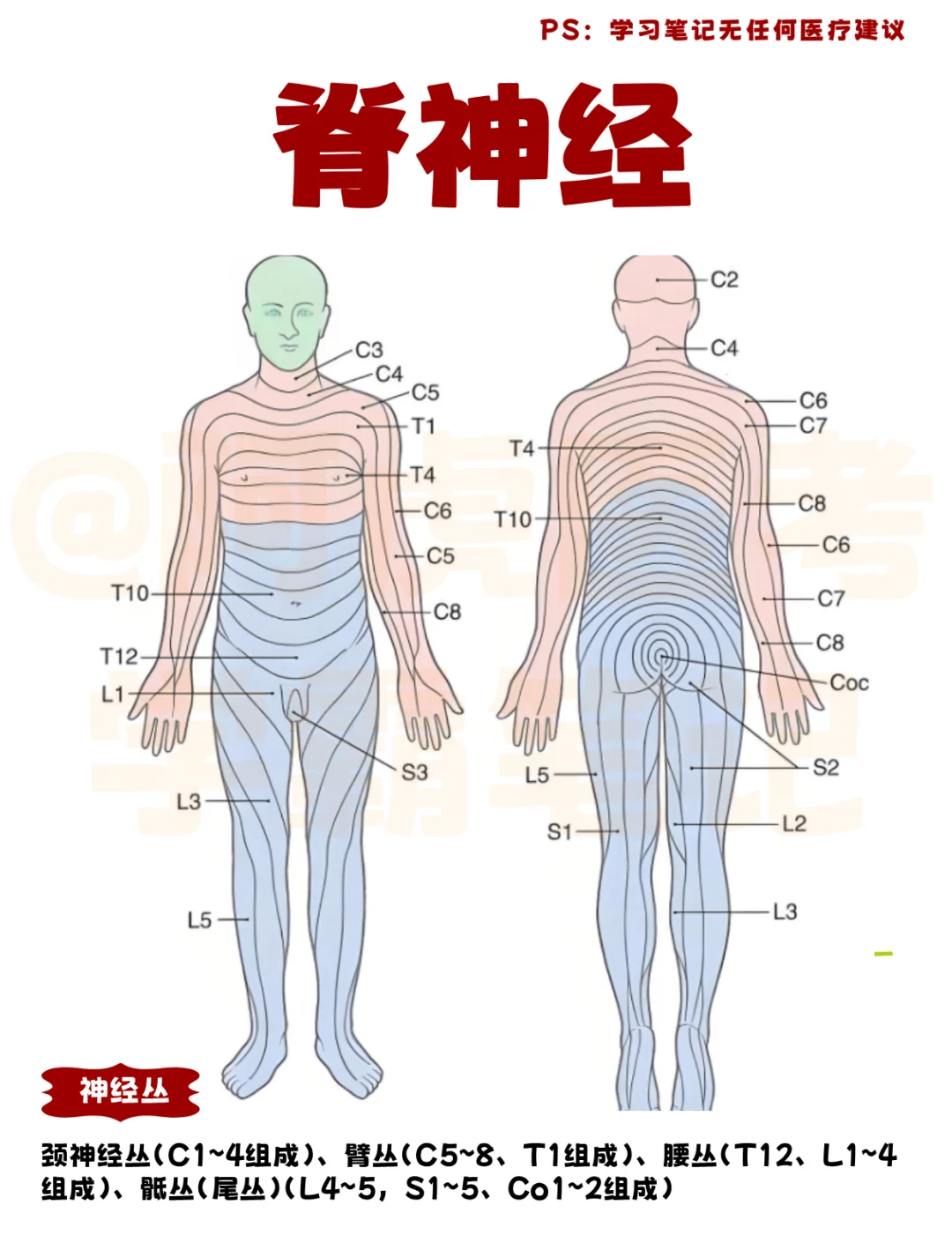 医学生笔记📒｜脊神经👆