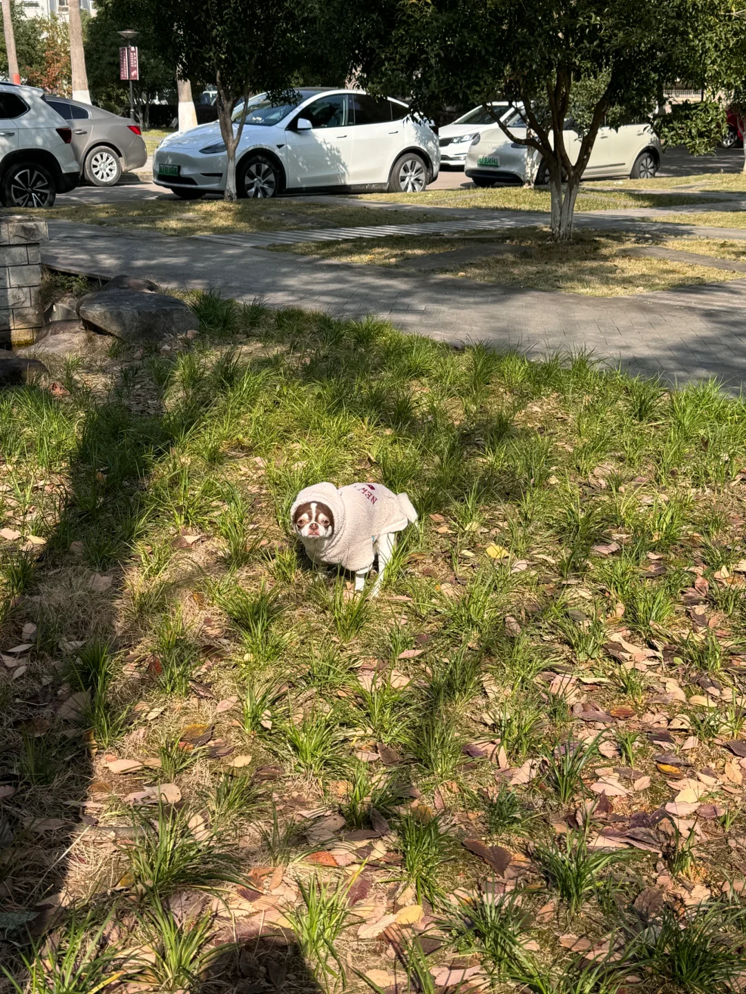 天气好遛遛狗｜吉娃娃扑满
