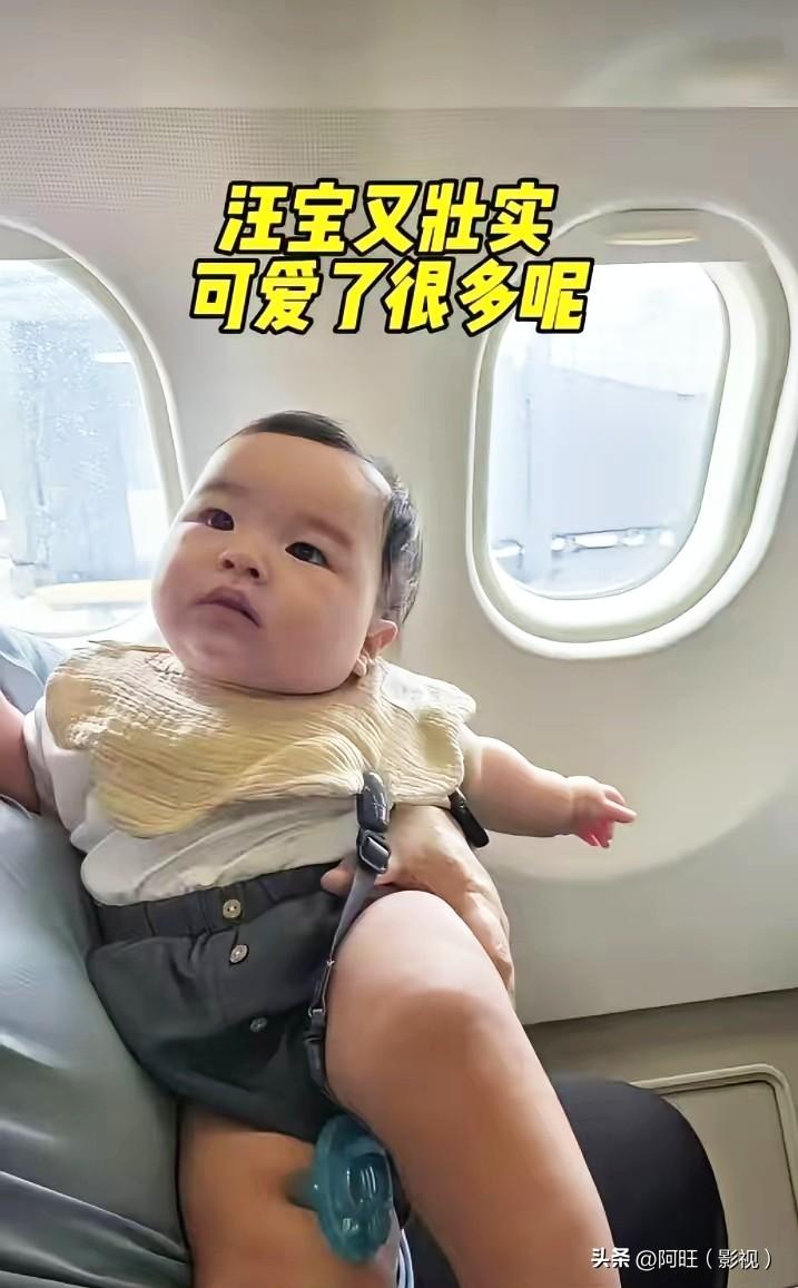 汪宝最新出游状态被曝光，小家伙肉眼可见长大了不少，五官长开愈发精致，妥妥高颜值小