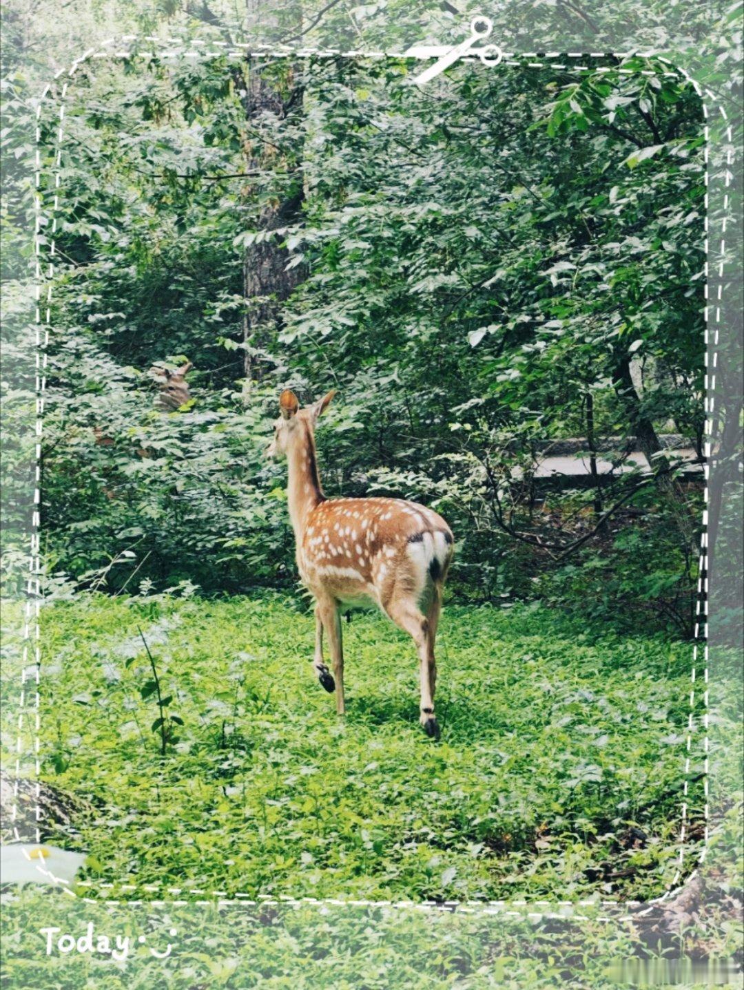 DoeA deerA female deer 