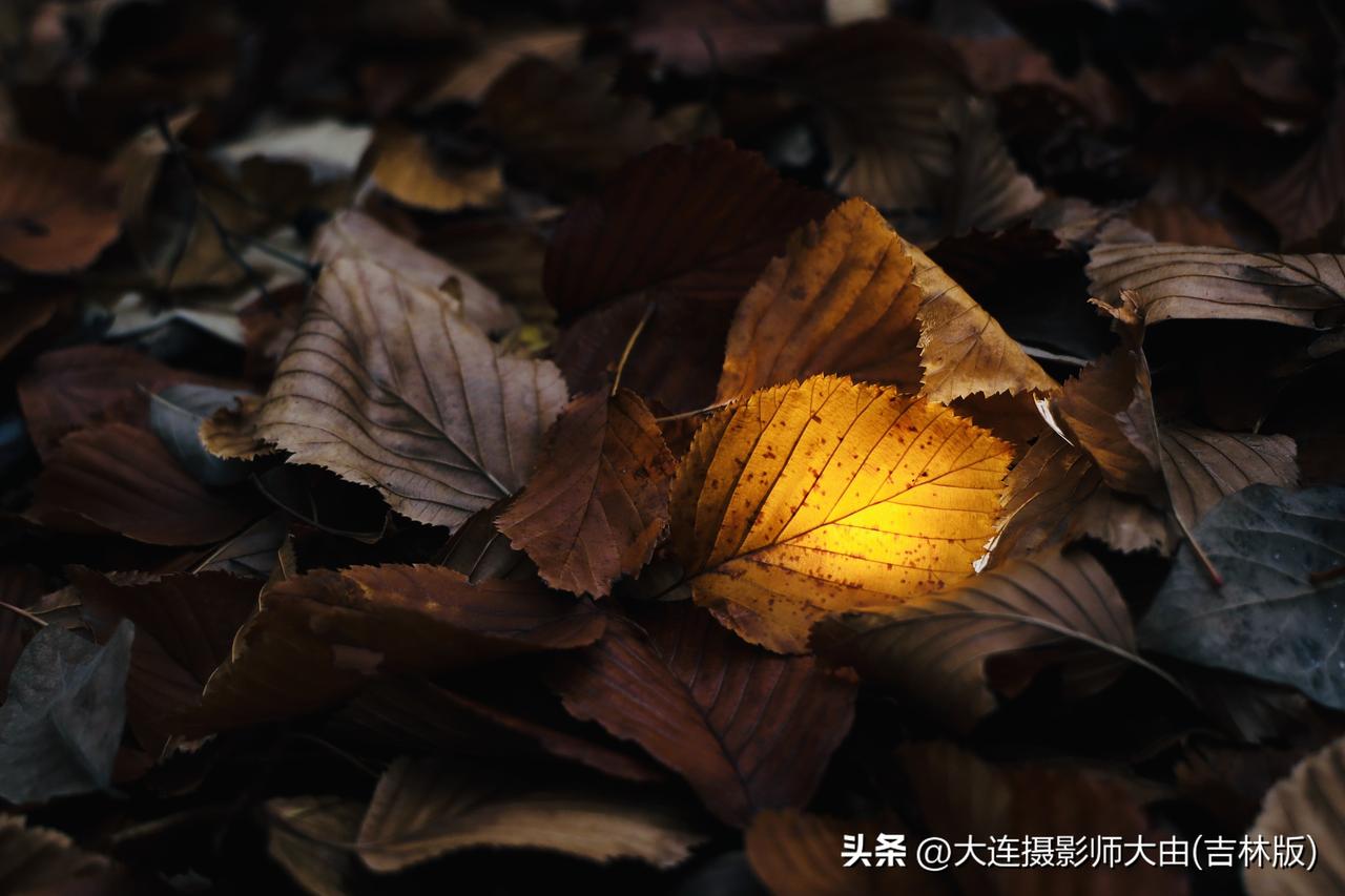 可以分享一张秋景树叶的照片吗