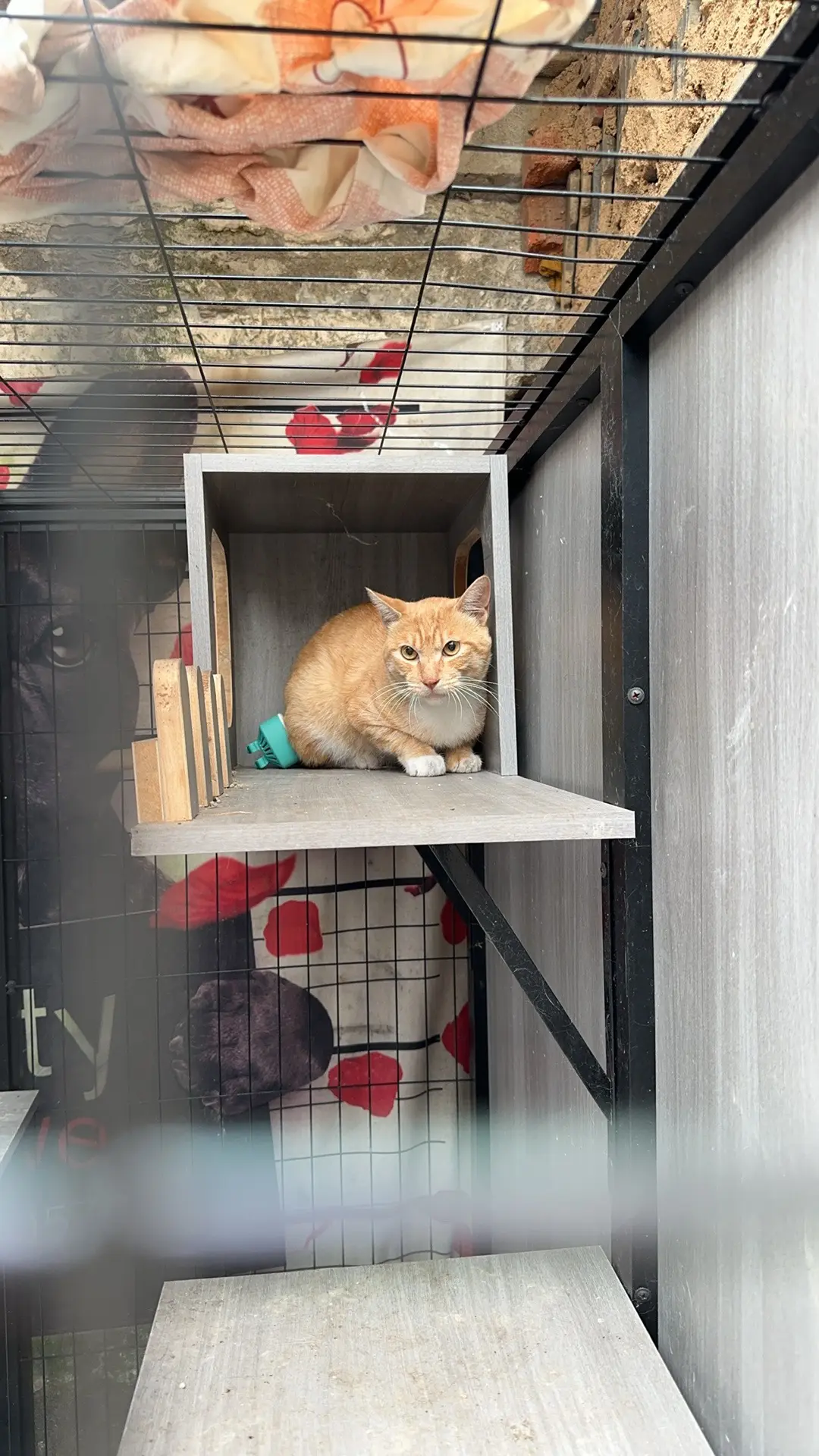 最新收养了一只流浪猫，希望它能平安留下，不要应激