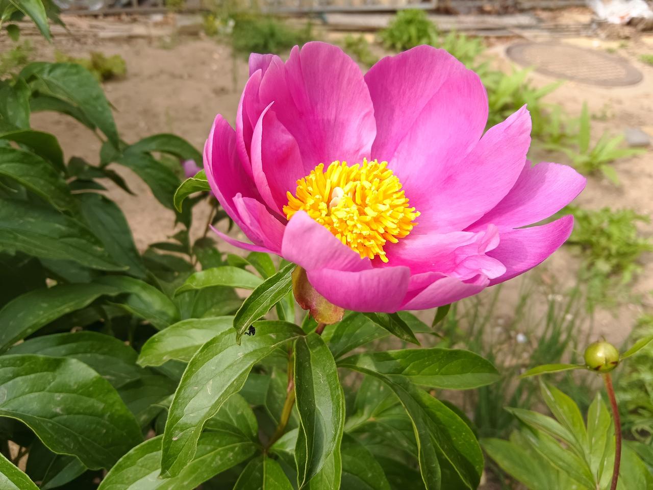 春日生活打卡季春天来了，向阳花开的季节