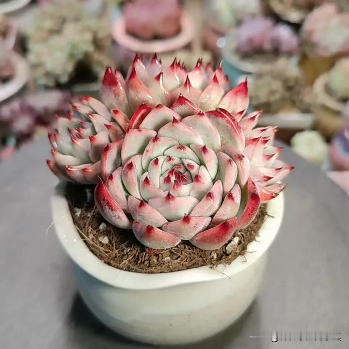 #多肉植物# 
小萌肉