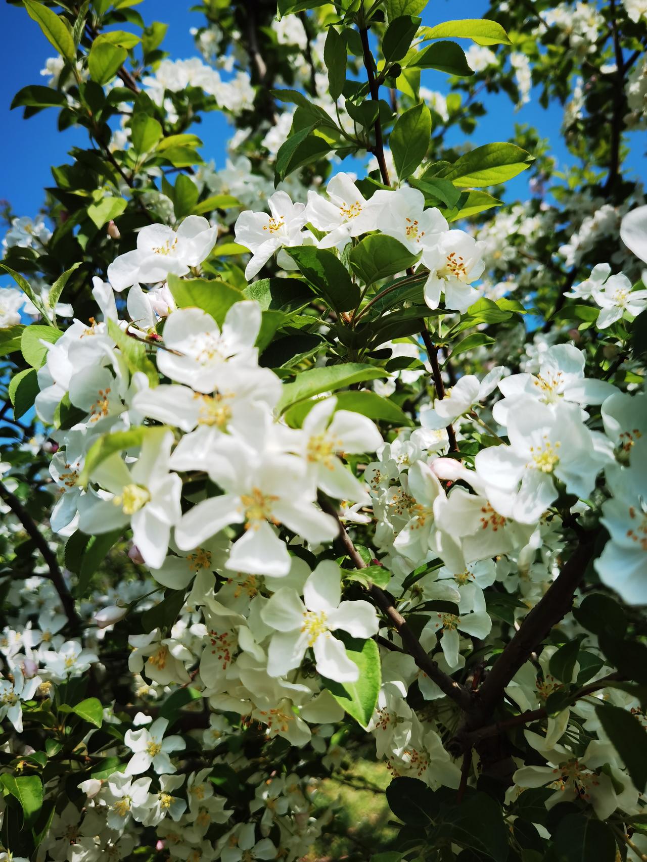 到哪都是花儿朵朵开